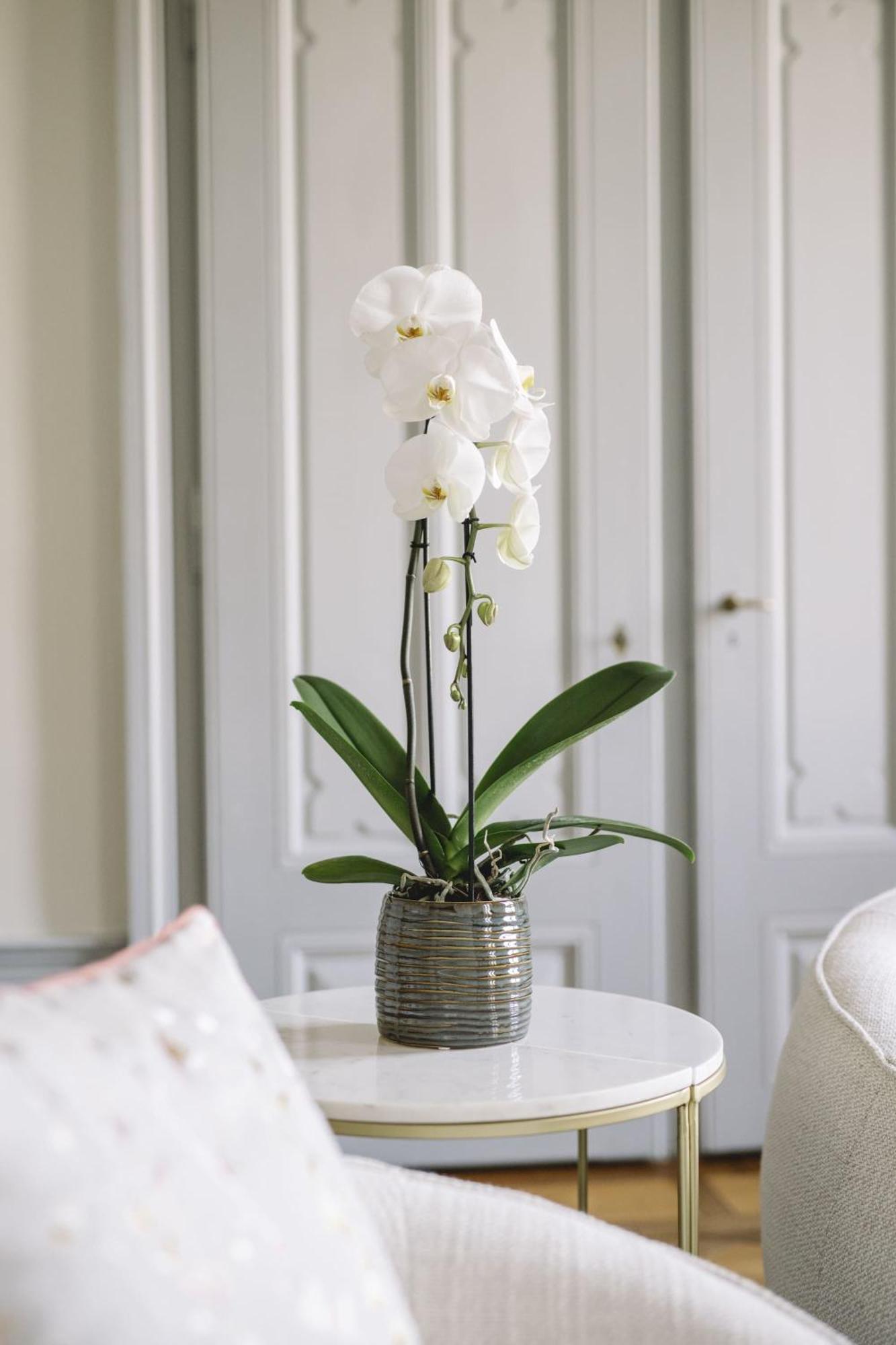 Chateau De L'Aile- Boutique Suites Vevey Eksteriør billede