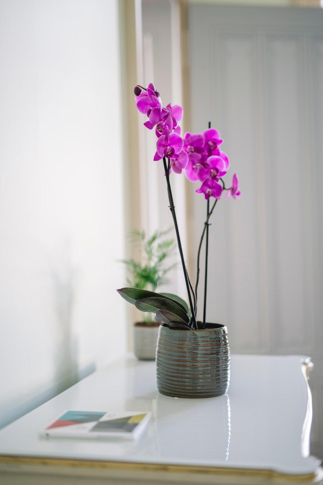 Chateau De L'Aile- Boutique Suites Vevey Eksteriør billede